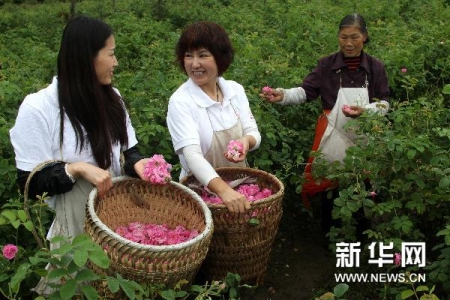 成卓余罗雪娟在绵竹市土门镇爱心玫瑰园采摘玫瑰